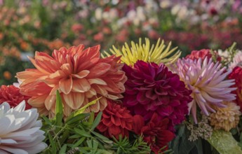 Flower arrangement of yellow, pink and pink dahlias, Münsterland, North Rhine-Westphalia, Germany
