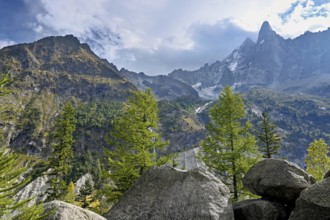 Larches stand in rocky terrain, behind Aiguille du Dru, Chamonix-Mont-Blanc, Haute-Savoie, France