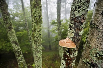 Birch porling (Piptoporus betulinus), on the trunk of a birch tree, Chamonix, France