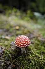 Poisonous toadstool (Amanita muscaria), in meadow, Chamonix, France