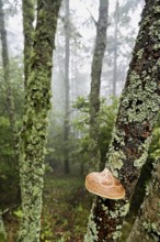 Birch porling (Piptoporus betulinus), on the trunk of a birch tree, Chamonix, France