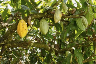 Cocoa tree with fruits, Bali, Indonesia