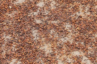 Spice, cloves, designed to dry, Bali, Indonesia