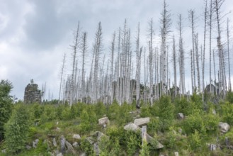 Dead trees and tree stumps on a rocky hill, rock tower, bare, dead tree trunks, common spruce