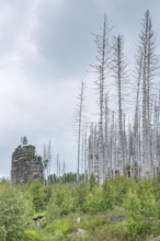 Dead trees on a rocky hill, rock tower, woolbag weathering, bare, dead tree trunks, common spruce