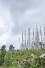 Dead trees and tree stumps on a rocky hill, rock tower, bare, dead tree trunks, common spruce
