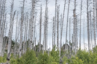 Dead trees on a rocky hill, rock towers, bare, dead tree trunks, common spruce (Picea abies)