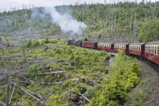A steaming locomotive of the historic Brocken Railway with several wagons travels from Drei Annen