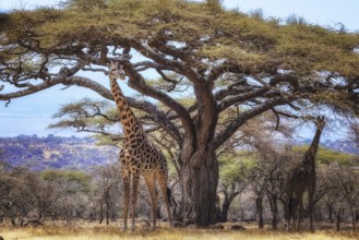 Giraffes linger under a large acacia tree in the African savanna landscape, Serengeti National