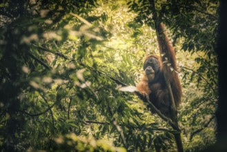 Sumatra-Gunung Leuser National Park, An orangutan sits quietly in the thick branches of the jungle