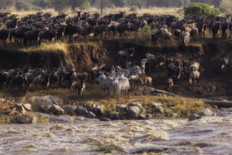 The Great Migration, wildebeest and zebras gather at a river's edge to migrate through the African