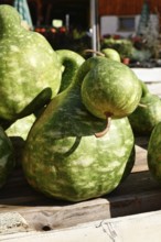 Green Kalebasse 'Speckled Swan' gooseneck gourd