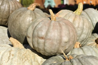 Queensland Blue pumpkins at autumn market