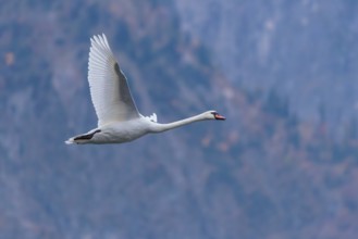 A mute swan (Cygnus olor) flies over a lake. In the background, a mountain forest can be seen in