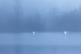 Two mute swans (Cygnus olor) fly over a lake on a cold and foggy morning. In the background, a