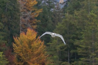A Mute swan (Cygnus olor) flies over a lake. A forest infall colours can be seen in the background.