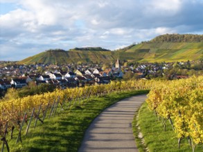 Path through vineyards leads to a village with church tower, surrounded by hills, autumn,