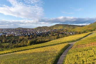 Vineyards with a path leading to a village surrounded by hills and clouds, autumn,