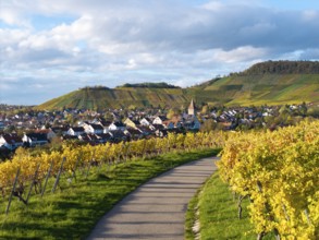 Path through vineyards leads to a village surrounded by hills under cloudy sky, autumn,
