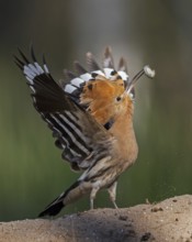 Hoopoe (Upupa epops) bird of the year 2022, male with food for the female or young birds, bridal