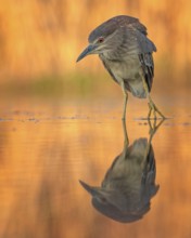 Night heron (Nycticorax nycticorax) young bird hunting in reeds, fishing, sunrise, shallow water