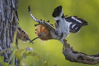 Hoopoe (Upupa epops) bird of the year 2022, male with food, prey, foraging, food for the young