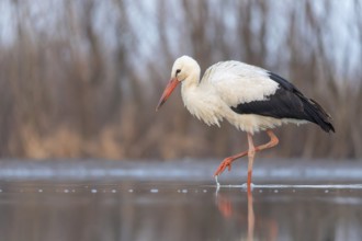 White stork (Ciconia ciconia) rattles' stork, hunting, fishing, foraging, sunrise, night, hunting