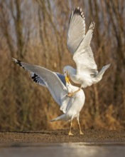 Steppe gull (Larus cachinnans) large gull, interacting, two birds, predators, food envy, flapping