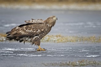 White-tailed eagle (Haliaeetus albicilla) young bird hunting, seascape, frozen lake, frost, ice,