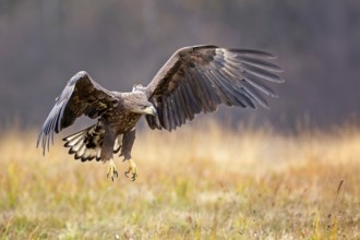 White-tailed eagle (Haliaeetus albicilla) young bird hunting, flying, wingflapping, swinging,