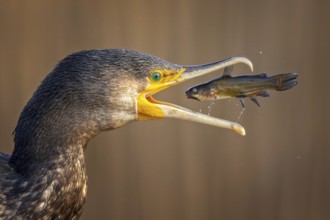 Cormorant (Phalacrocorax carbo) with catfish as prey, hunting, fishing, successful, black dwarf