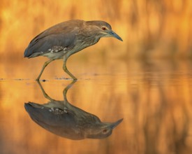 Night heron (Nycticorax nycticorax) young bird hunting in reeds, fishing, sunrise, shallow water
