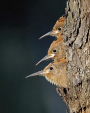 Hoopoe (Upupa epops) bird of the year 2022, young birds looking out of brood cave, food delivery,