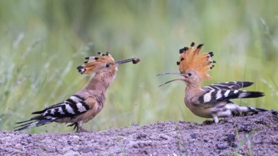 Hoopoe (Upupa epops) bird of the year 2022, male with food for the female, bridal gift, prey,