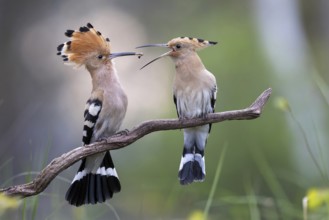 Hoopoe (Upupa epops) bird of the year 2022, male with food for the female, bridal gift, prey,