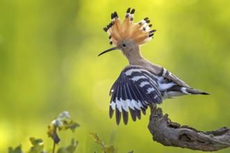 Hoopoe (Upupa epops) bird of the year 2022, male, bridal gift, prey, foraging, interaction, landing