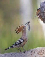 Hoopoe (Upupa epops) bird of the year 2022, male with sand lizard as food, prey, foraging, food for