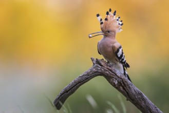 Hoopoe (Upupa epops) bird of the year 2022, male with food for the female or young birds, sand