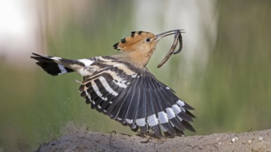 Hoopoe (Upupa epops) bird of the year 2022, female with food for the young birds, bridal gift, with