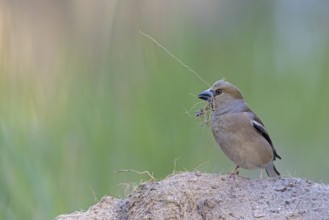 Heartbite (Coccothraustes coccothraustes) female, finch bird, collecting nesting material, nest