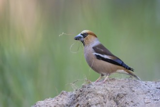 Heartbite (Coccothraustes coccothraustes) male, finch bird, collecting nesting material, nest