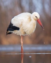 White stork (Ciconia ciconia) rattles' stork, hunting, fishing, foraging, sunrise, night, hunting