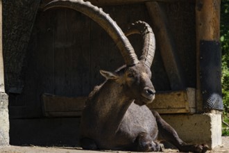 Male Alpine ibex resting in the shadow of a shelter, Capra ibex, in the Alpenwilpark on the Pfänder