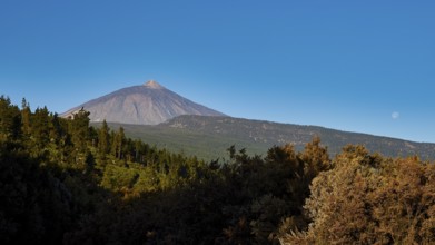 Teide, Orotava Valley, volcano in the background, surrounded by thick forests and a visible moon in
