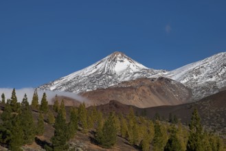 Snow-capped Teide volcano with surrounding forest and blue sky, UNESCO World Heritage Site, Teide