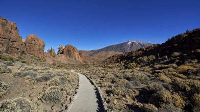 Trail through rocky volcanic landscape under clear blue sky, UNESCO World Heritage Site, Teide