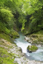 Calm flowing river through green forests and rocky surroundings, Martvili Gorge, Martvili Canyon,