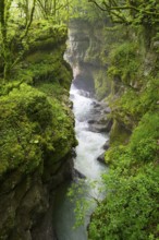 Narrow gorge with flowing water surrounded by mossy rocks, Martvili Gorge, Martvili Canyon,