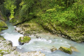Quiet river surrounded by rocks and lush green forest, Martvili Gorge, Martvili Canyon, Inchchuri