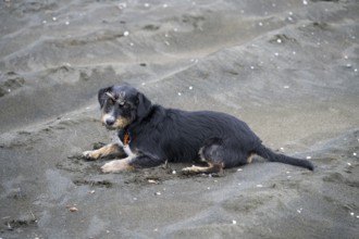 A black dog is lying relaxed on sandy soil on the beach, mixed breed dachshund, beach with magnetic